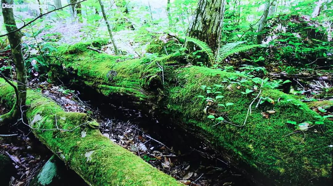 58t91海尔电视功能介绍,海尔58t91电视机价格表