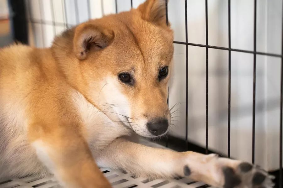 瓒呮湁鍤煎姴鐨勫潥鏋滄,瓒呯骇濂藉悆鐨勫潥鏋滄