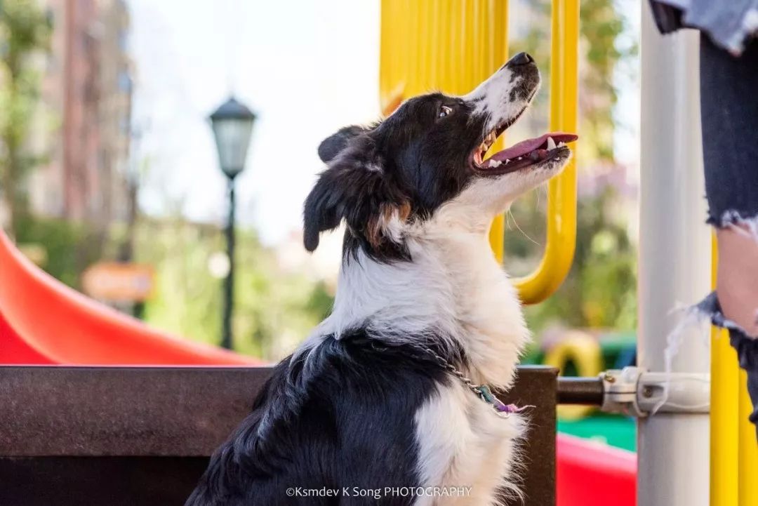 贵阳电子驾驶证开通了吗,贵阳犬证编号