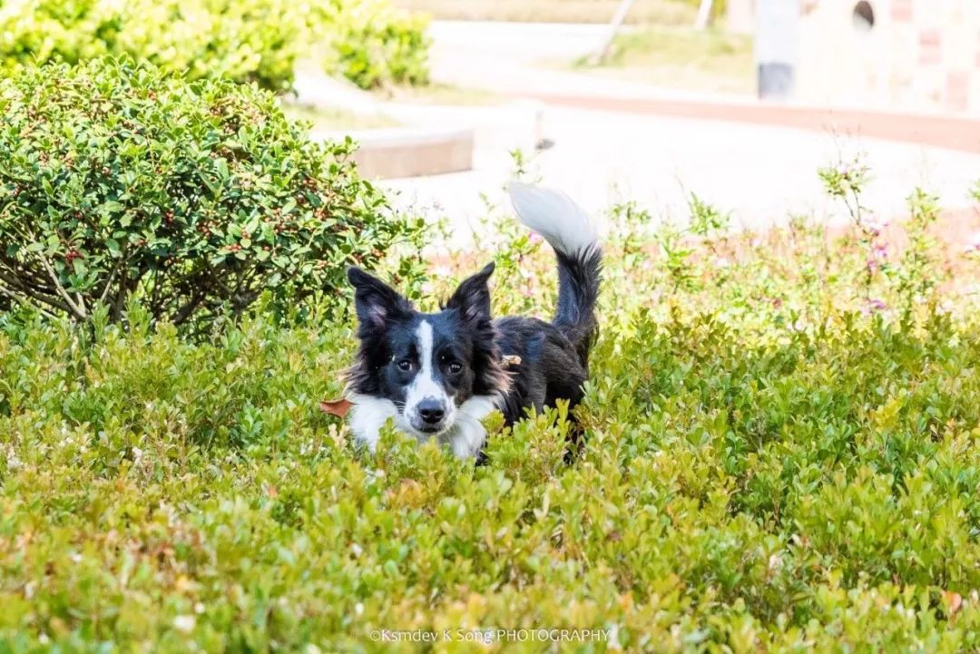 贵阳电子驾驶证开通了吗,贵阳犬证编号