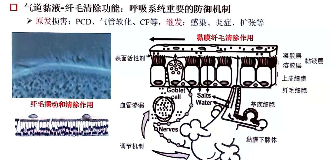 风寒感冒后咳嗽一直不好什么原因,孩子咳嗽老不好是肺热吗