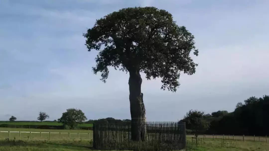 角度刁钻|年轻人第一只“皇家橡树”应该是什么样的？