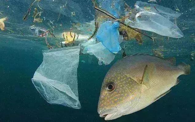 海洋环境保护有哪些科技,海洋环保专题