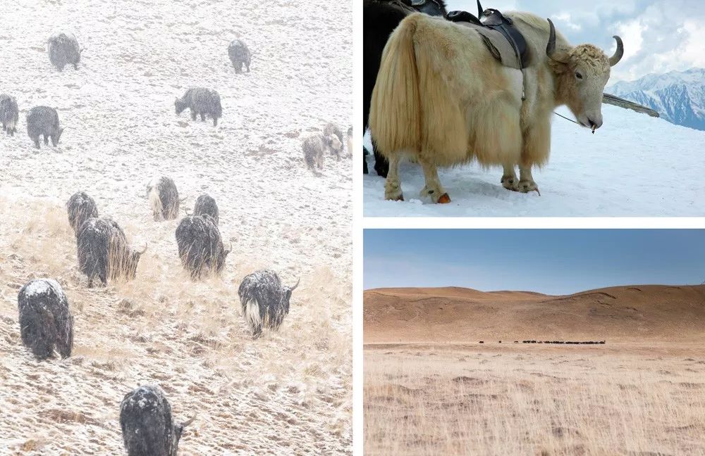 西藏牦牛毛编织衣服,牦牛绒毛衣编织