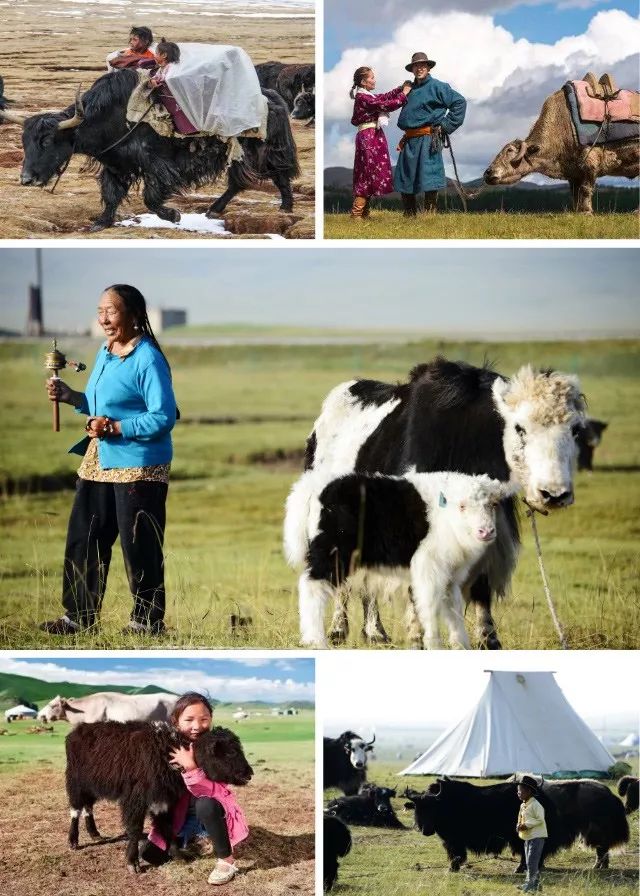 西藏牦牛毛编织衣服,牦牛绒毛衣编织