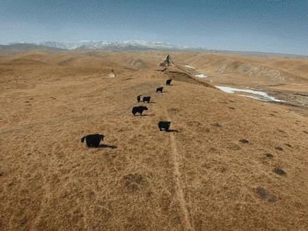 西藏牦牛毛编织衣服,牦牛绒毛衣编织