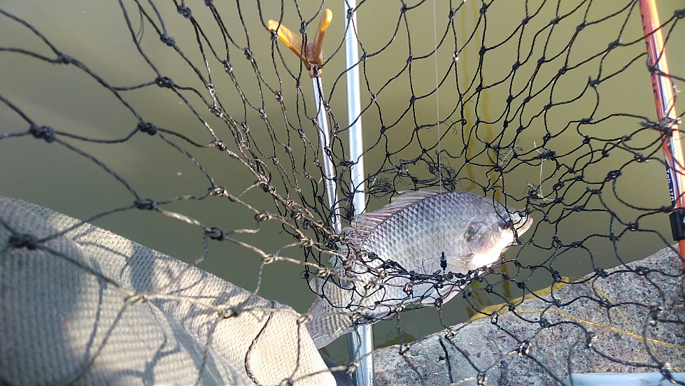 带友渔乐记渔获20斤，钓鱼不能*欢偷**