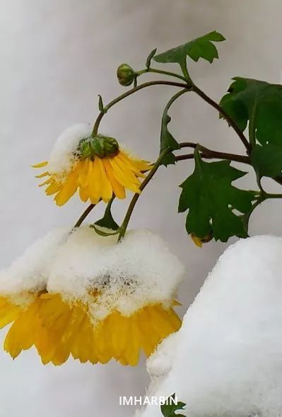 “万里霜栖雁阵横，雪掩黄花漫丹枫”———龙江边塞诗与菊花