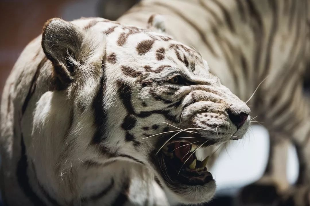 成都339最新消息,成都339进度