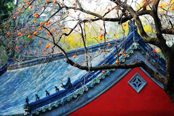 跟着镜头品诗词,跟着镜头感受生活中的美好