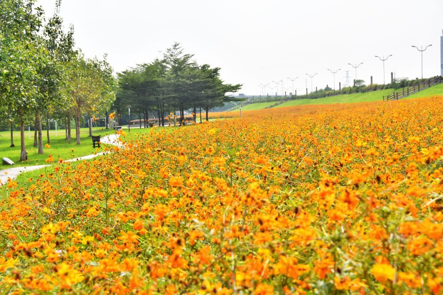 满城尽带黄金甲！在佛山，就能感受秋日童话的浪漫