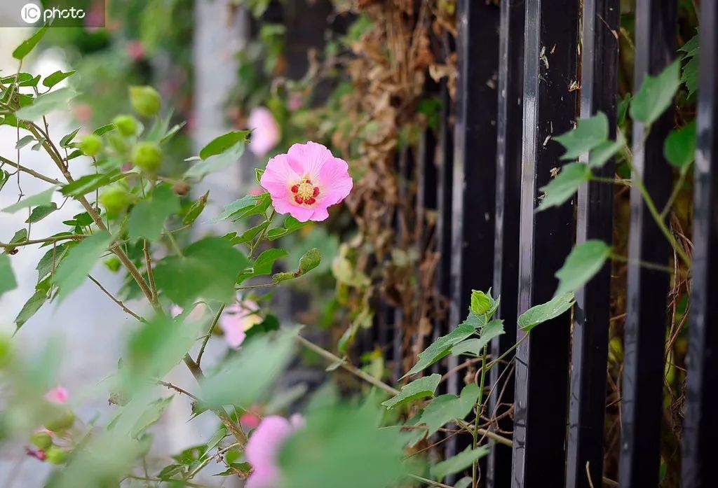木芙蓉的花期,木芙蓉的花型图片