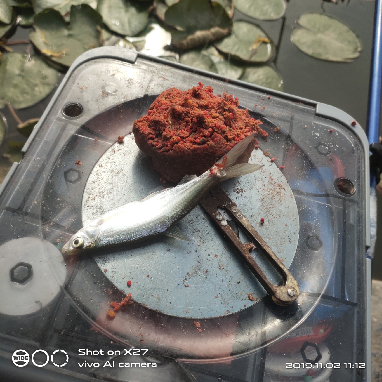 坚持就是胜利，收竿鱼喜获漂亮大板一尾