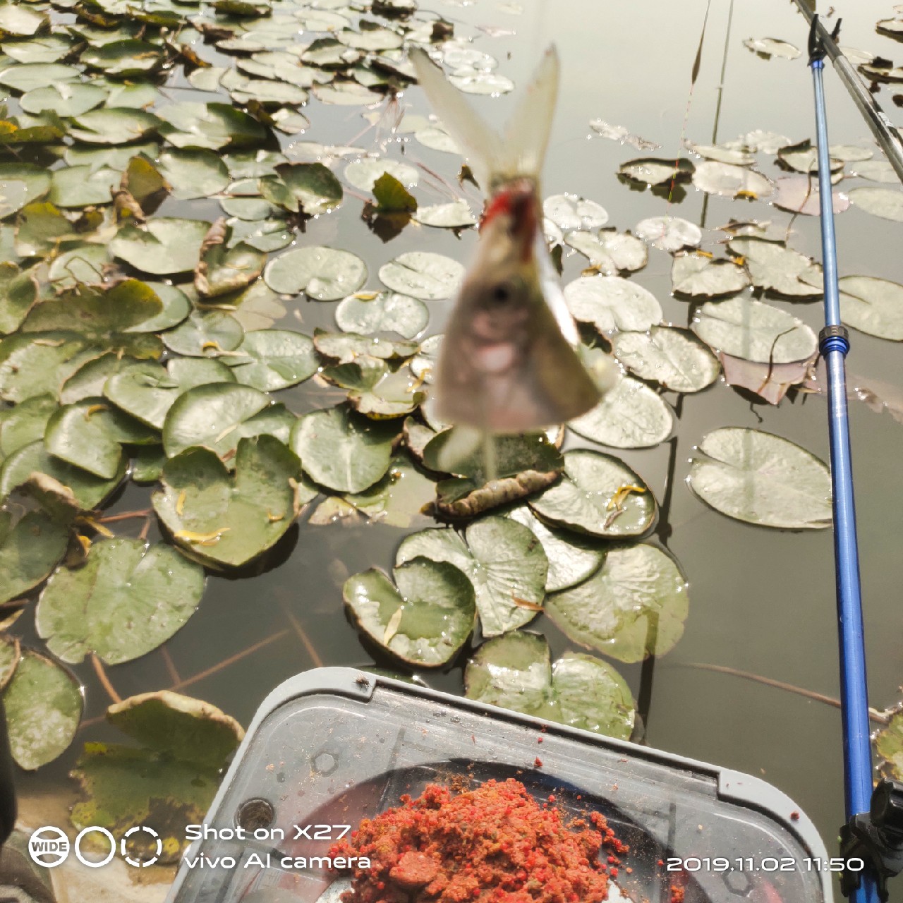 坚持就是胜利，收竿鱼喜获漂亮大板一尾