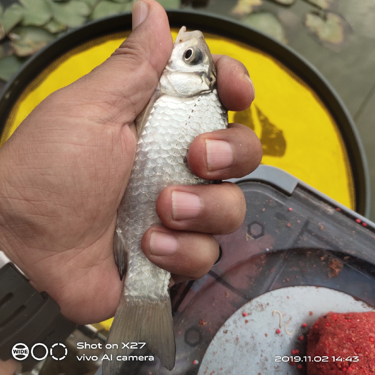 坚持就是胜利，收竿鱼喜获漂亮大板一尾