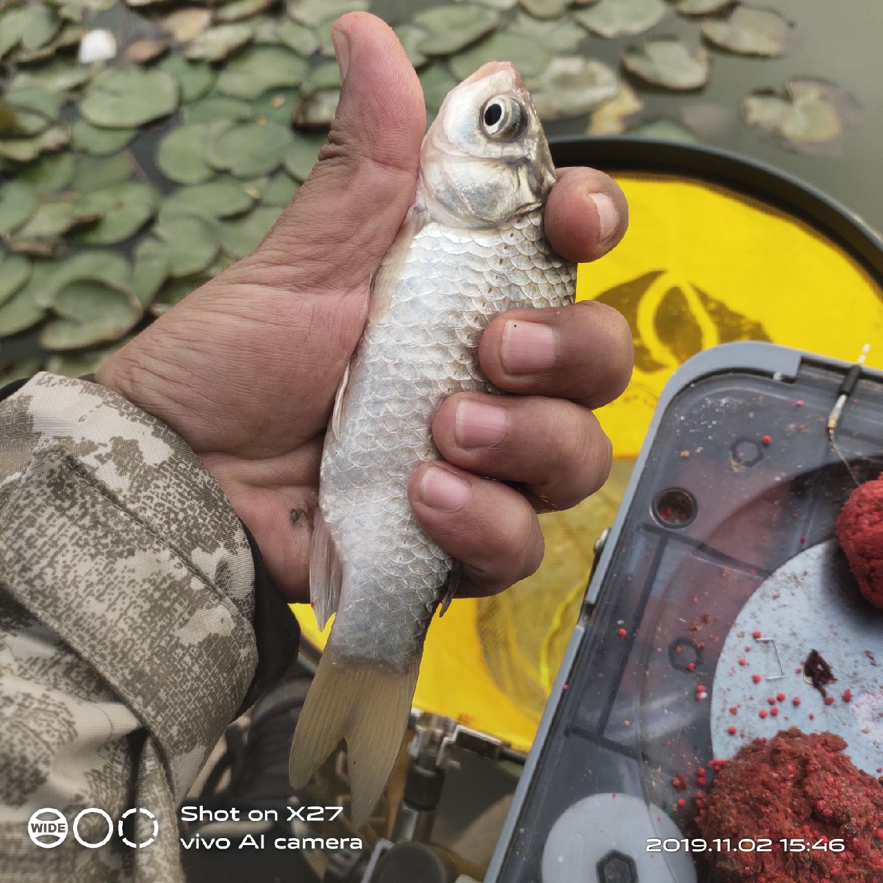 坚持就是胜利，收竿鱼喜获漂亮大板一尾