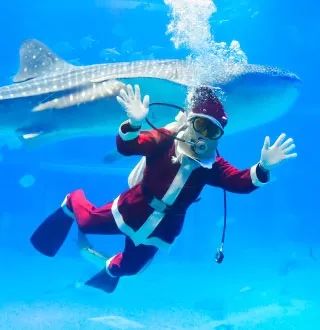 日本京都二条城灯光秀 (日本圣诞节灯光秀攻略)