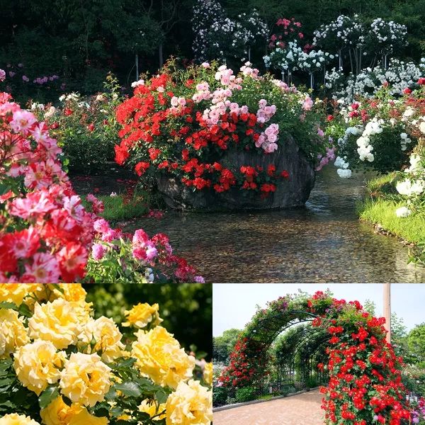 日本京都二条城灯光秀 (日本圣诞节灯光秀攻略)