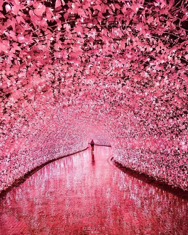 日本京都二条城灯光秀 (日本圣诞节灯光秀攻略)