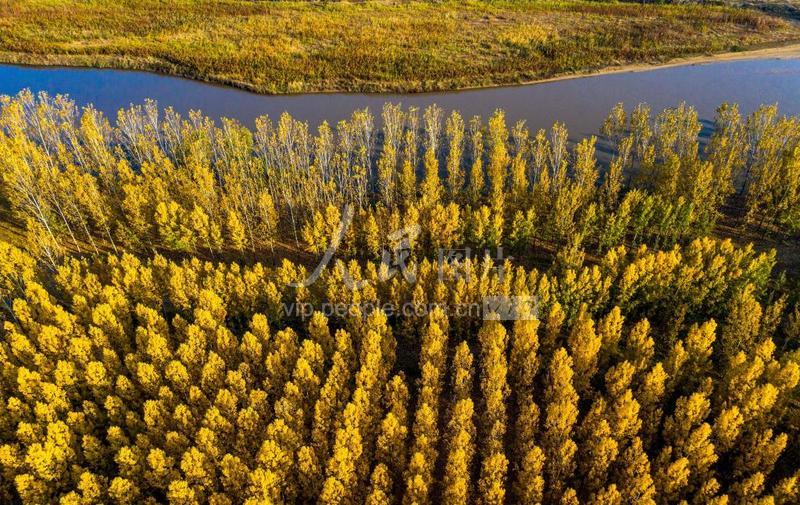 山西万荣汾河碧波,汾河岸边秋色美
