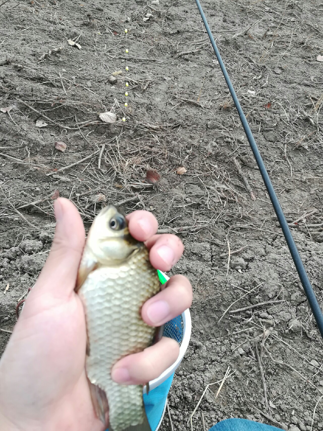 野钓小鲫鱼狂拉,野河钓小鲫鱼不小心钓到草鱼
