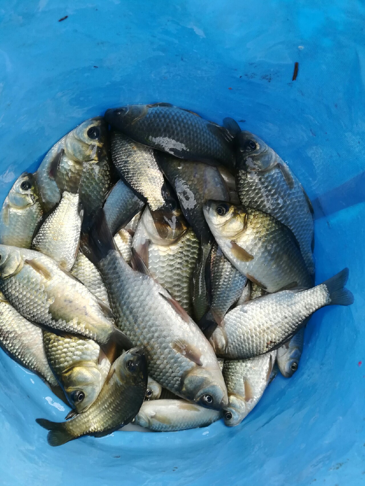 野钓小鲫鱼狂拉,野河钓小鲫鱼不小心钓到草鱼