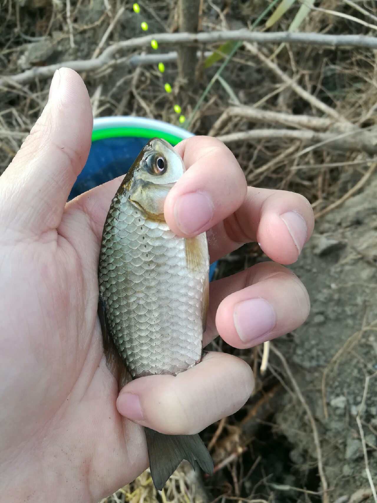 野钓小鲫鱼狂拉,野河钓小鲫鱼不小心钓到草鱼