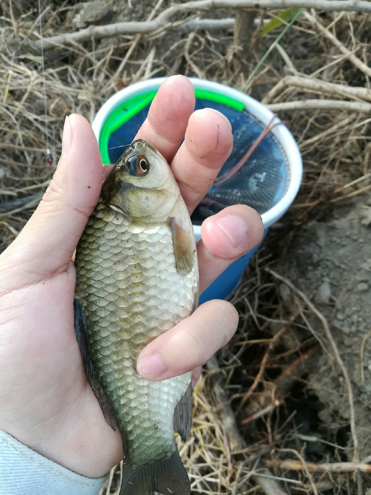 野钓小鲫鱼狂拉,野河钓小鲫鱼不小心钓到草鱼