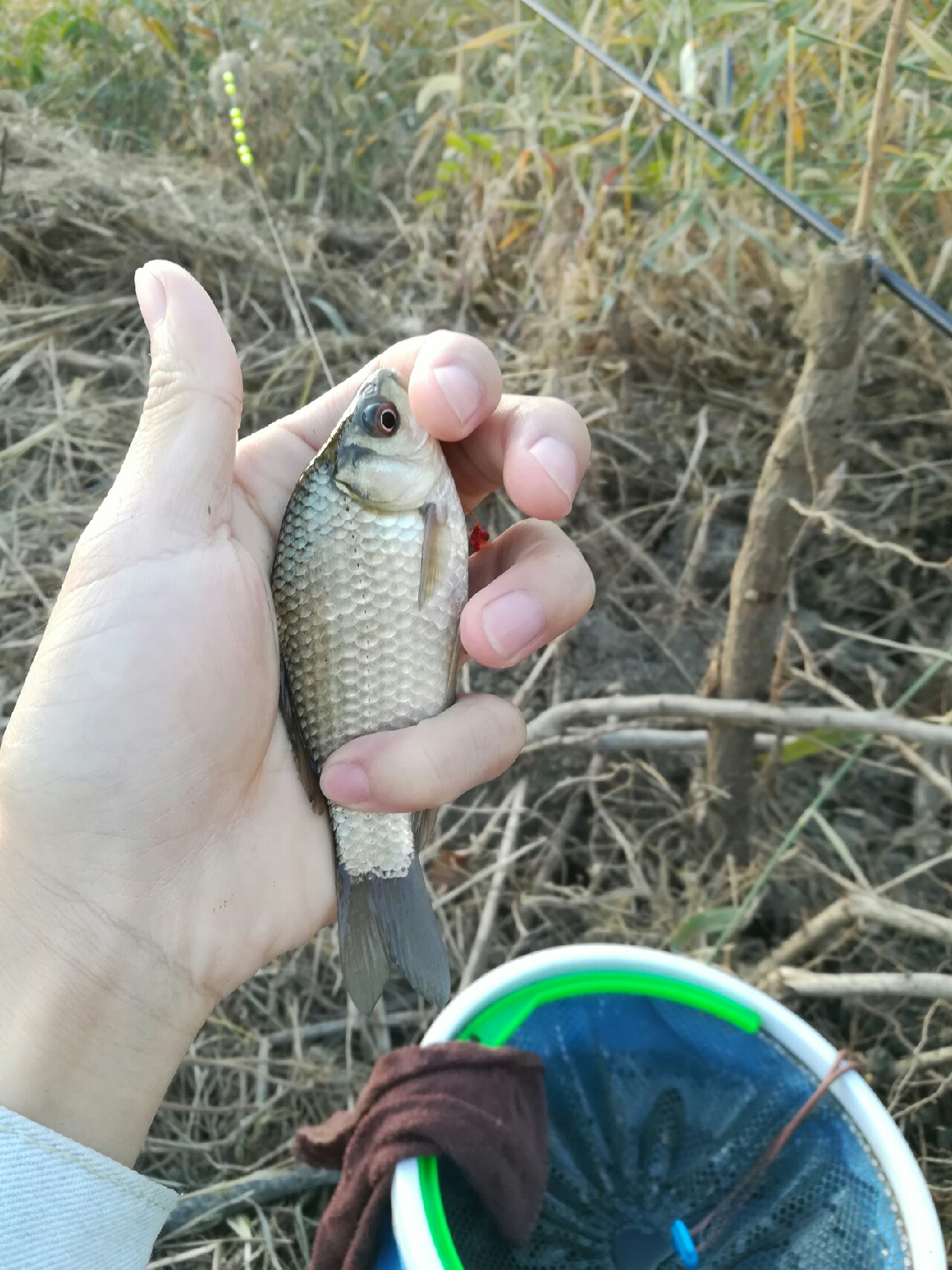 野钓小鲫鱼狂拉,野河钓小鲫鱼不小心钓到草鱼