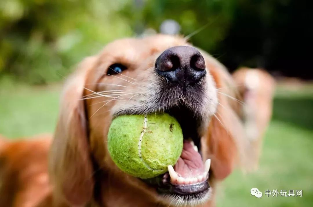 在哪里可以买到狗狗的玩具,狗狗的玩具什么地方有卖的