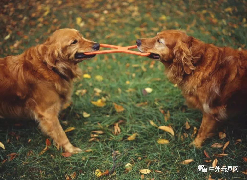 在哪里可以买到狗狗的玩具,狗狗的玩具什么地方有卖的