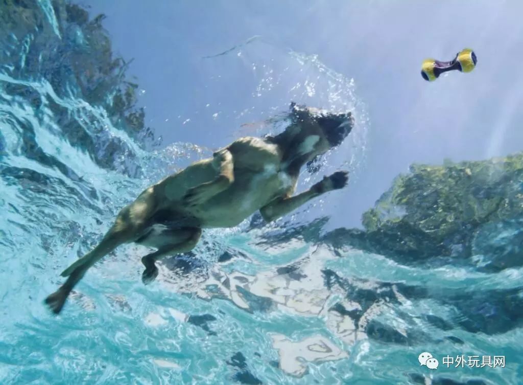 在哪里可以买到狗狗的玩具,狗狗的玩具什么地方有卖的