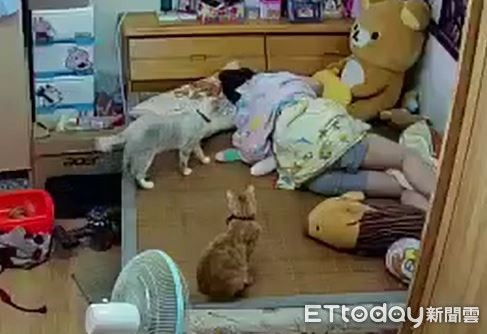 快起床！猫推行李箱害奴才脑震荡