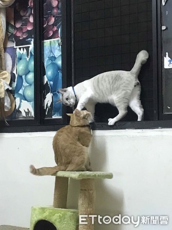 快起床！猫推行李箱害奴才脑震荡