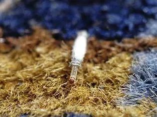 家里有很多跟蟑螂像小小的黑虫子,家里出现比蟑螂小点的虫子