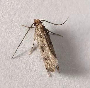 家里有很多跟蟑螂像小小的黑虫子,家里出现比蟑螂小点的虫子