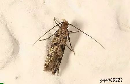 家里有很多跟蟑螂像小小的黑虫子,家里出现比蟑螂小点的虫子