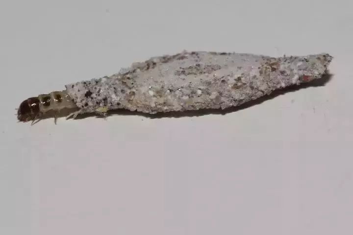 家里有很多跟蟑螂像小小的黑虫子,家里出现比蟑螂小点的虫子