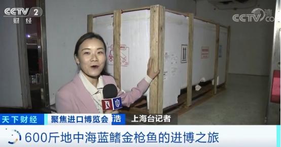 地中海蓝鳍金枪鱼视频,高端海鲜食材蓝鳍金枪鱼