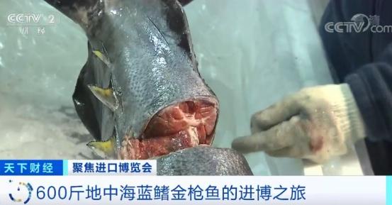 地中海蓝鳍金枪鱼视频,高端海鲜食材蓝鳍金枪鱼