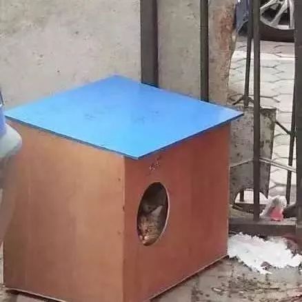 2019温暖继续！这是第七年CatS牌温暖冬屋，替猫咪们说感谢