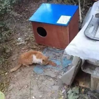 2019温暖继续！这是第七年CatS牌温暖冬屋，替猫咪们说感谢