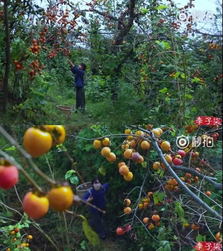 人气最高网红村姑,盘点曾经很火的村姑网红