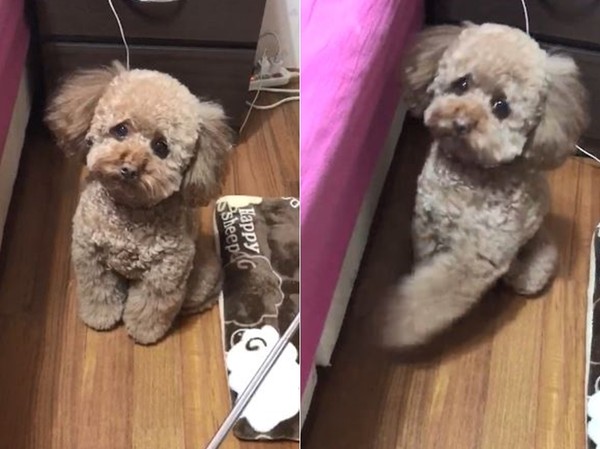 璐靛鍔╃湢,璐靛鍔╃湢瑙嗛