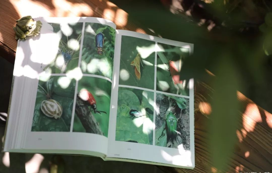 她5年来俯身大地拍下几万张虫虫的照片，写下《与虫在野》获中国自然好书奖