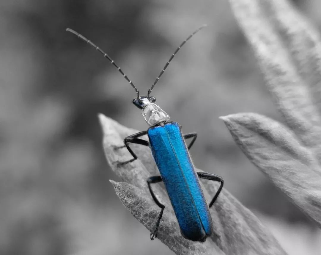 她5年来俯身大地拍下几万张虫虫的照片，写下《与虫在野》获中国自然好书奖