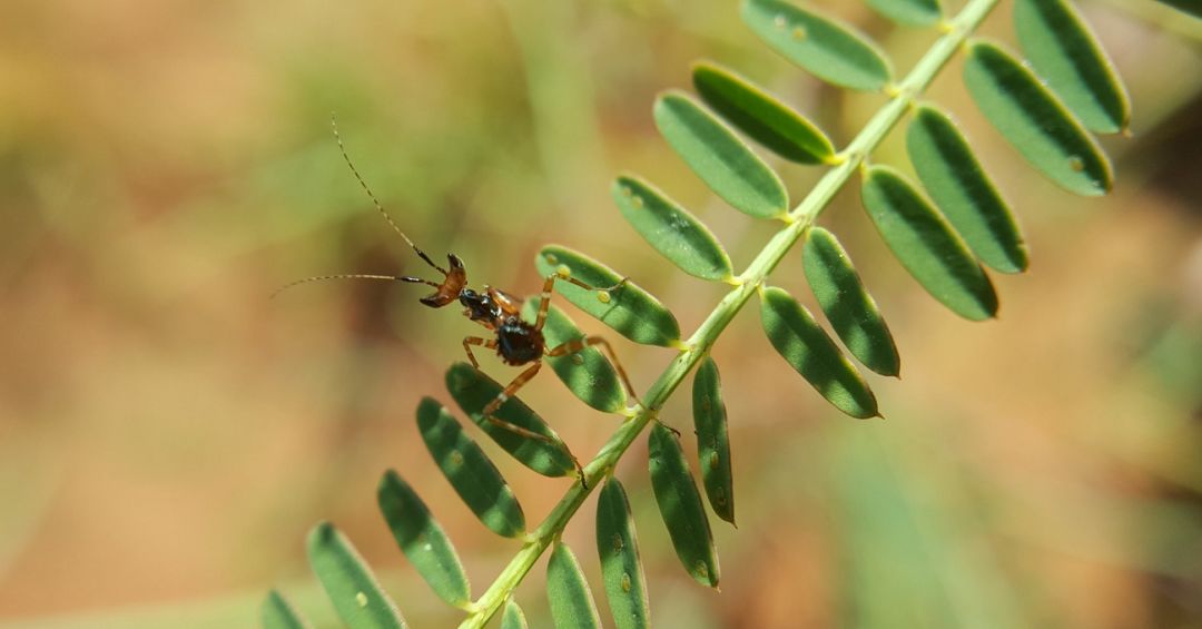 她5年来俯身大地拍下几万张虫虫的照片，写下《与虫在野》获中国自然好书奖