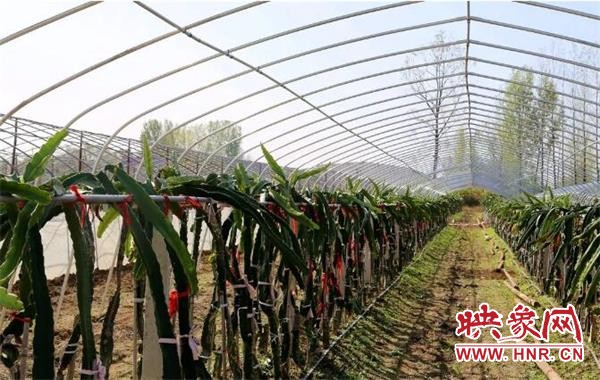 村支部脱贫,产业扶贫群众走上脱贫快车道