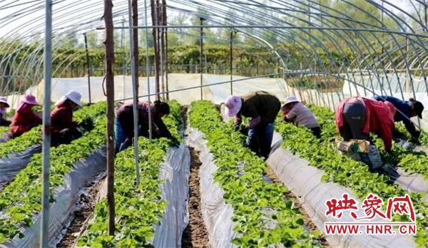 村支部脱贫,产业扶贫群众走上脱贫快车道