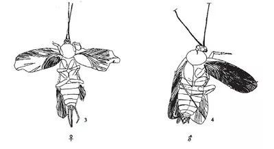 小强真的强吗,小强是真的打不死吗